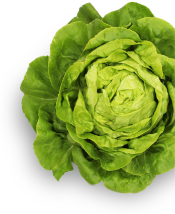 Lettucs